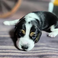 Gunner Pocket Beagle, a male Beagle for sale in Marissa, IL – Photo 8 of 8
