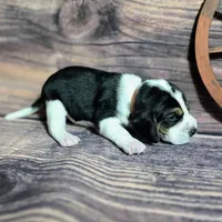 Gunner Pocket Beagle, a male Beagle for sale in Marissa, IL – Photo 5 of 8
