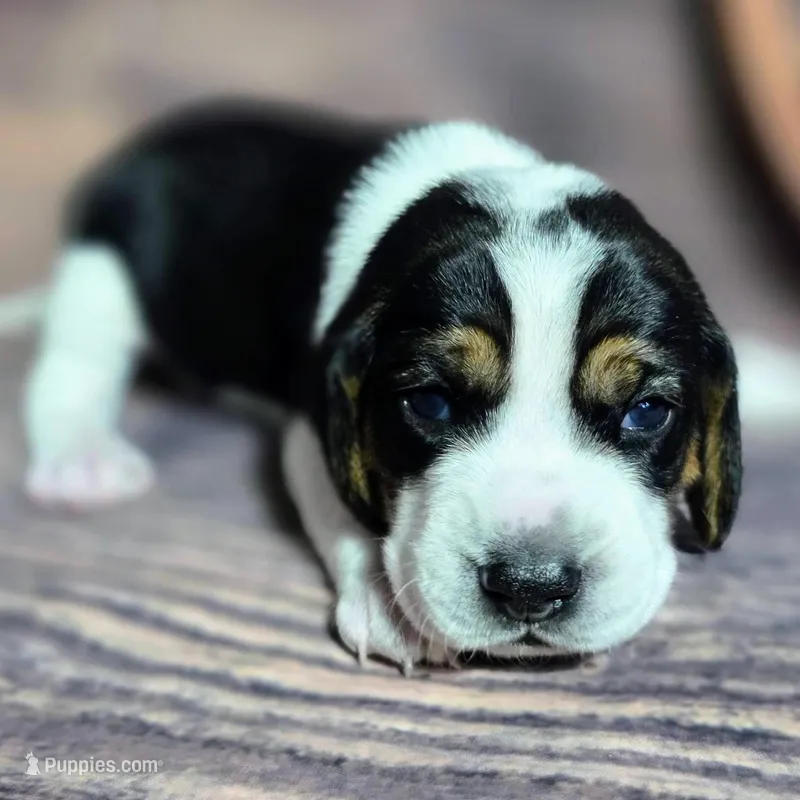 Gunner Pocket Beagle, a male Beagle for sale in Marissa, IL – Photo 1 of 8