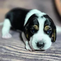 Gunner Pocket Beagle, a male Beagle for sale in Marissa, IL – Photo 1 of 8