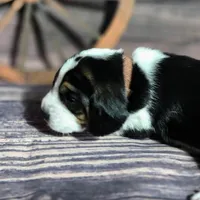 Gunner Pocket Beagle, a male Beagle for sale in Marissa, IL – Photo 6 of 8