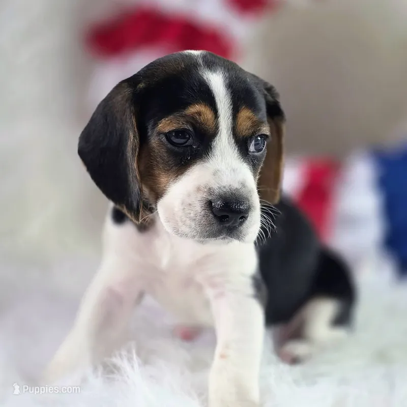 Gunner Pocket Beagle – Beagle puppy for sale in Marissa, IL