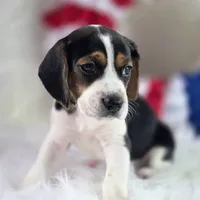 Gunner Pocket Beagle, a male Beagle for sale in Marissa, IL – 2 of 10
