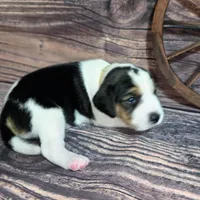 Trigger Pocket Beagle, a male Beagle for sale in Marissa, IL – Photo 3 of 7