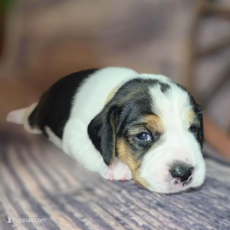 Trigger Pocket Beagle, a male Beagle for sale in Marissa, IL – Photo 1 of 7