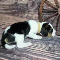 Trigger Pocket Beagle, a male Beagle for sale in Marissa, IL – Photo 7 of 7