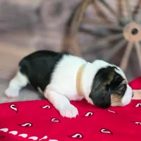 Trigger Pocket Beagle, a male Beagle for sale in Marissa, IL – Photo 5 of 7