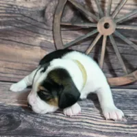 Trigger Pocket Beagle, a male Beagle for sale in Marissa, IL – Photo 2 of 7