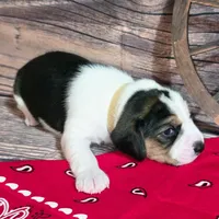 Trigger Pocket Beagle, a male Beagle for sale in Marissa, IL – Photo 4 of 7