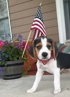 Trigger Pocket Beagle, a male Beagle for sale in Marissa, IL – 1 of 10