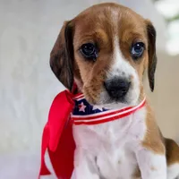 Dakota Pocket Beagle, a female Beagle for sale in Marissa, IL – 3 of 10