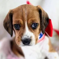 Dakota Pocket Beagle, a female Beagle for sale in Marissa, IL – 4 of 10
