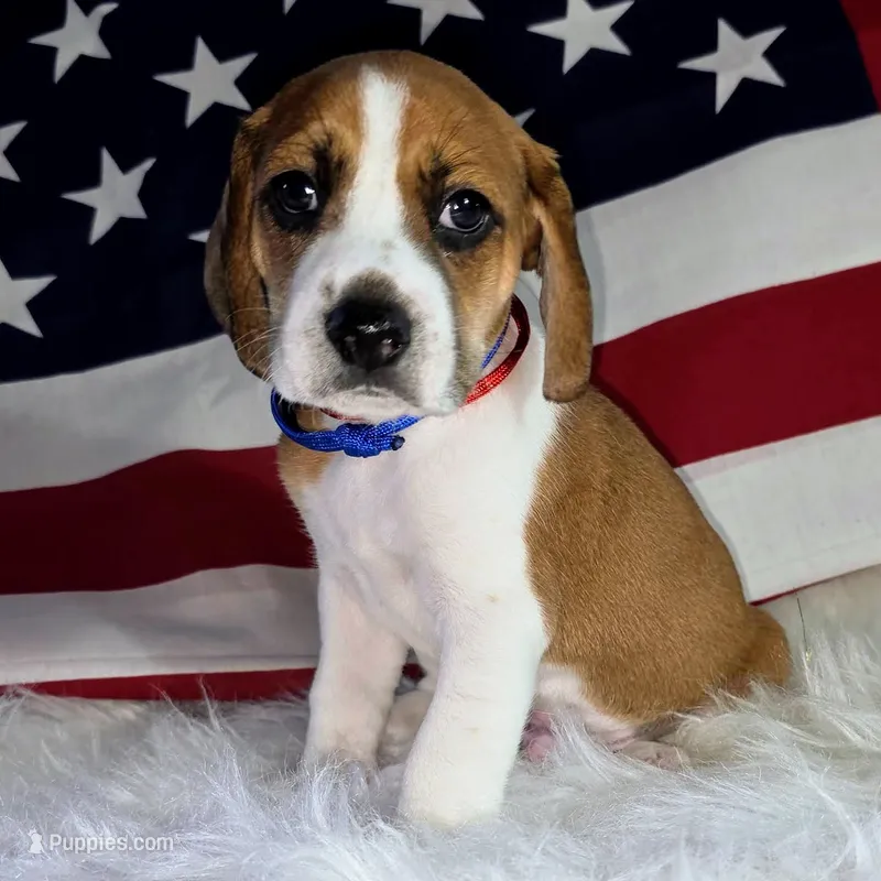 Cowboy Pocket Beagle – Beagle puppy for sale in Marissa, IL