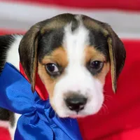 Trigger Pocket Beagle, a male Beagle for sale in Marissa, IL – 7 of 10