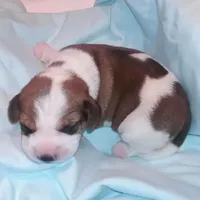 Waitng List (Pocket Beagle!), a  Beagle for sale in Marissa, IL – Photo 1 of 5