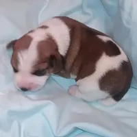 Waitng List (Pocket Beagle!), a  Beagle for sale in Marissa, IL – Photo 2 of 5