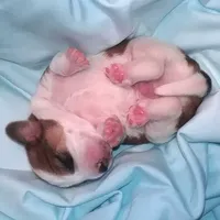 Waitng List (Pocket Beagle!), a  Beagle for sale in Marissa, IL – Photo 3 of 5