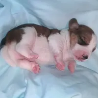 Waitng List (Pocket Beagle!), a  Beagle for sale in Marissa, IL – Photo 4 of 5