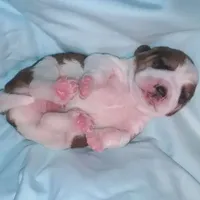 Waitng List (Pocket Beagle!), a  Beagle for sale in Marissa, IL – Photo 5 of 5