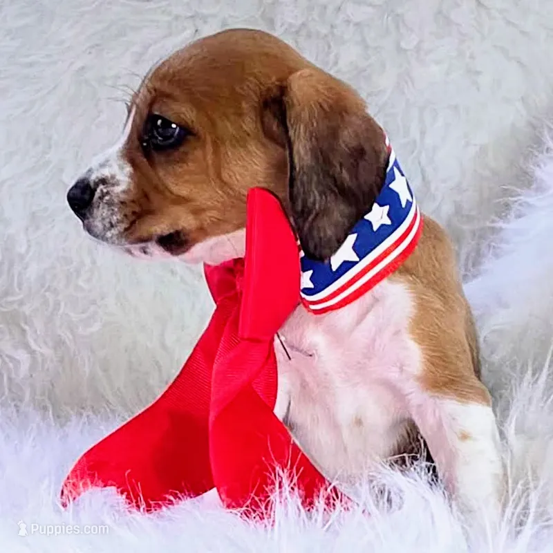 Dakota Pocket Beagle – Beagle puppy for sale in Marissa, IL
