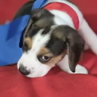 Trigger Pocket Beagle, a male Beagle for sale in Marissa, IL – 8 of 10