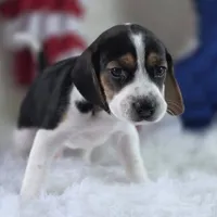 Gunner Pocket Beagle, a male Beagle for sale in Marissa, IL – 5 of 10
