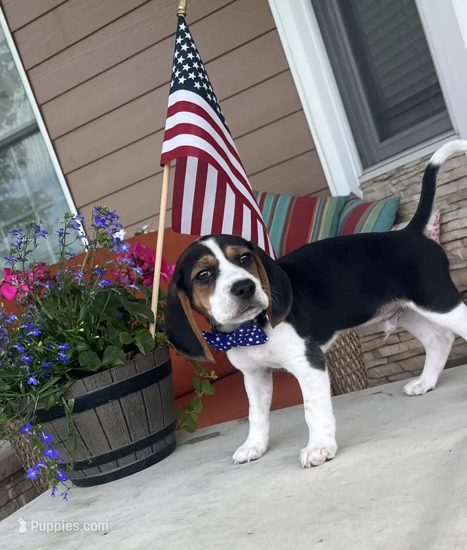 Gunner Pocket Beagle – Beagle puppy for sale in Marissa, IL