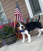 Gunner Pocket Beagle, a male Beagle for sale in Marissa, IL – 1 of 10