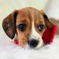 Dakota Pocket Beagle, a female Beagle for sale in Marissa, IL – 5 of 10