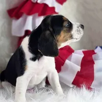 Gunner Pocket Beagle, a male Beagle for sale in Marissa, IL – 3 of 10