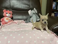 Bella (Updated Photos), a female Chihuahua for sale in Lumberton, NC – 6 of 10