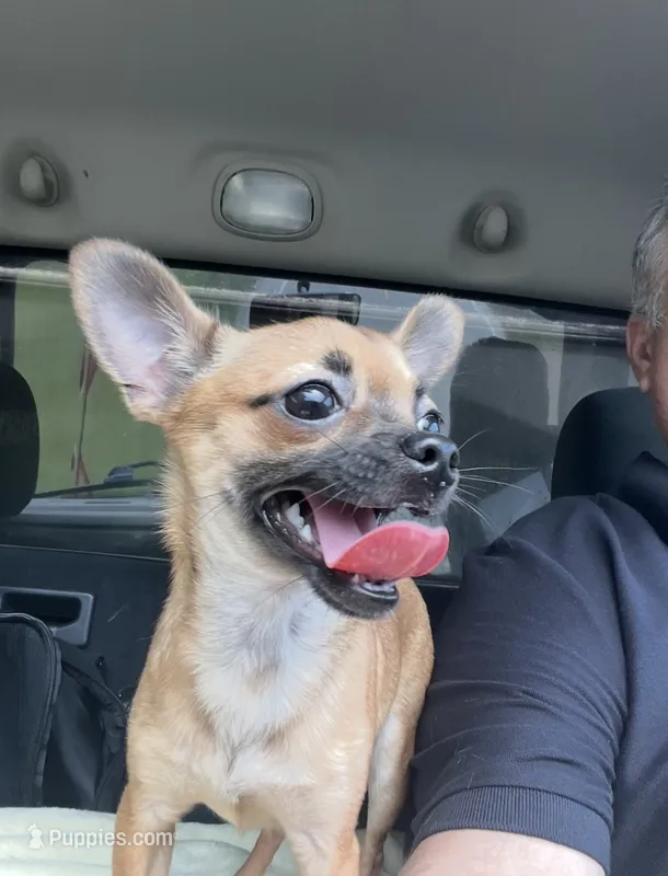 Banks – Chihuahua puppy for sale in Lumberton, NC