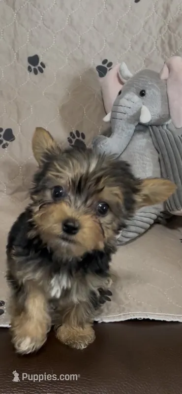 Preston-Brown collar – Yorkshire Terrier puppy for sale in Lumberton, NC