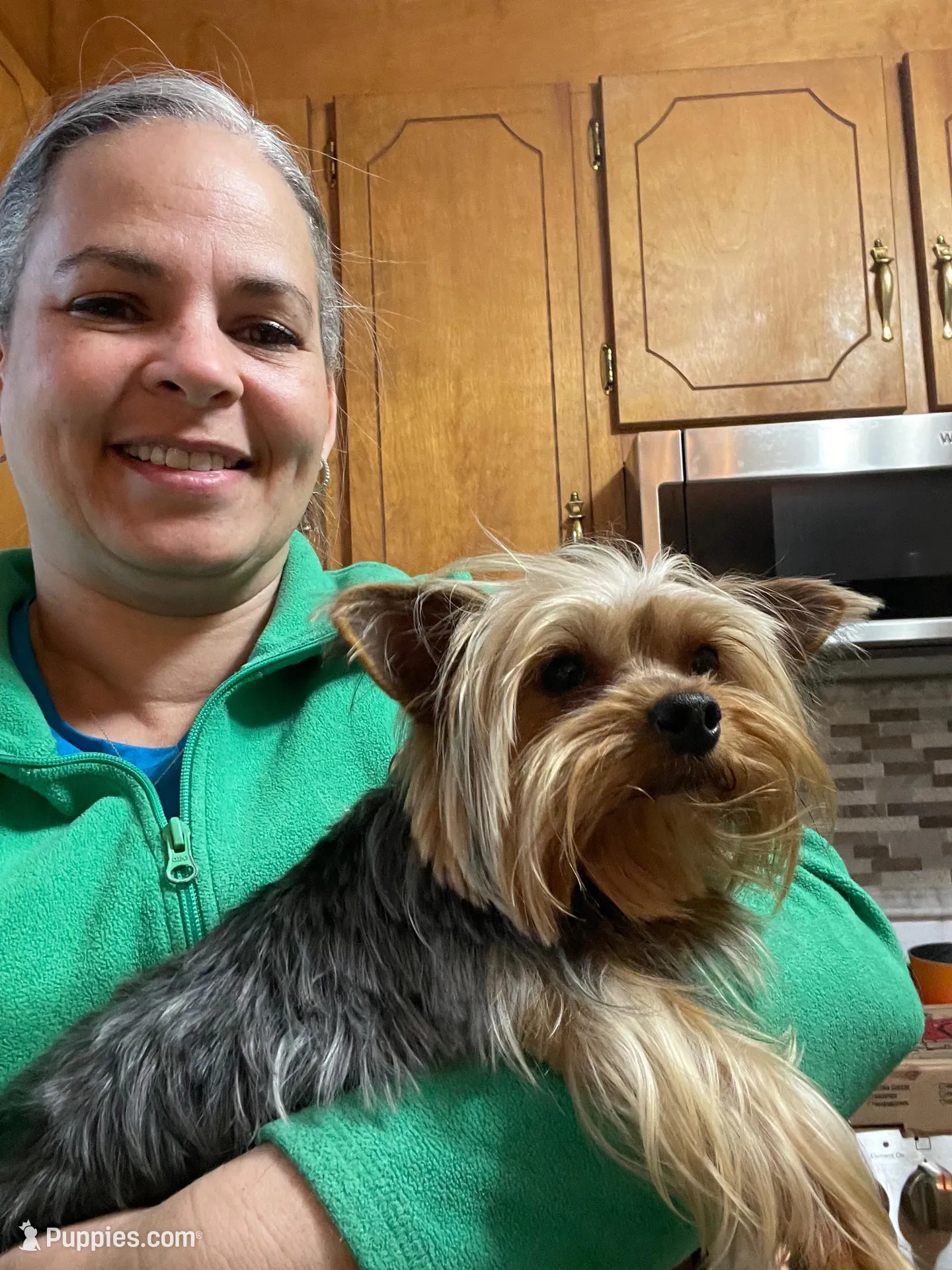 Bentley-Purple collar, a male Yorkshire Terrier for sale in Lumberton, NC – Photo 8 of 10