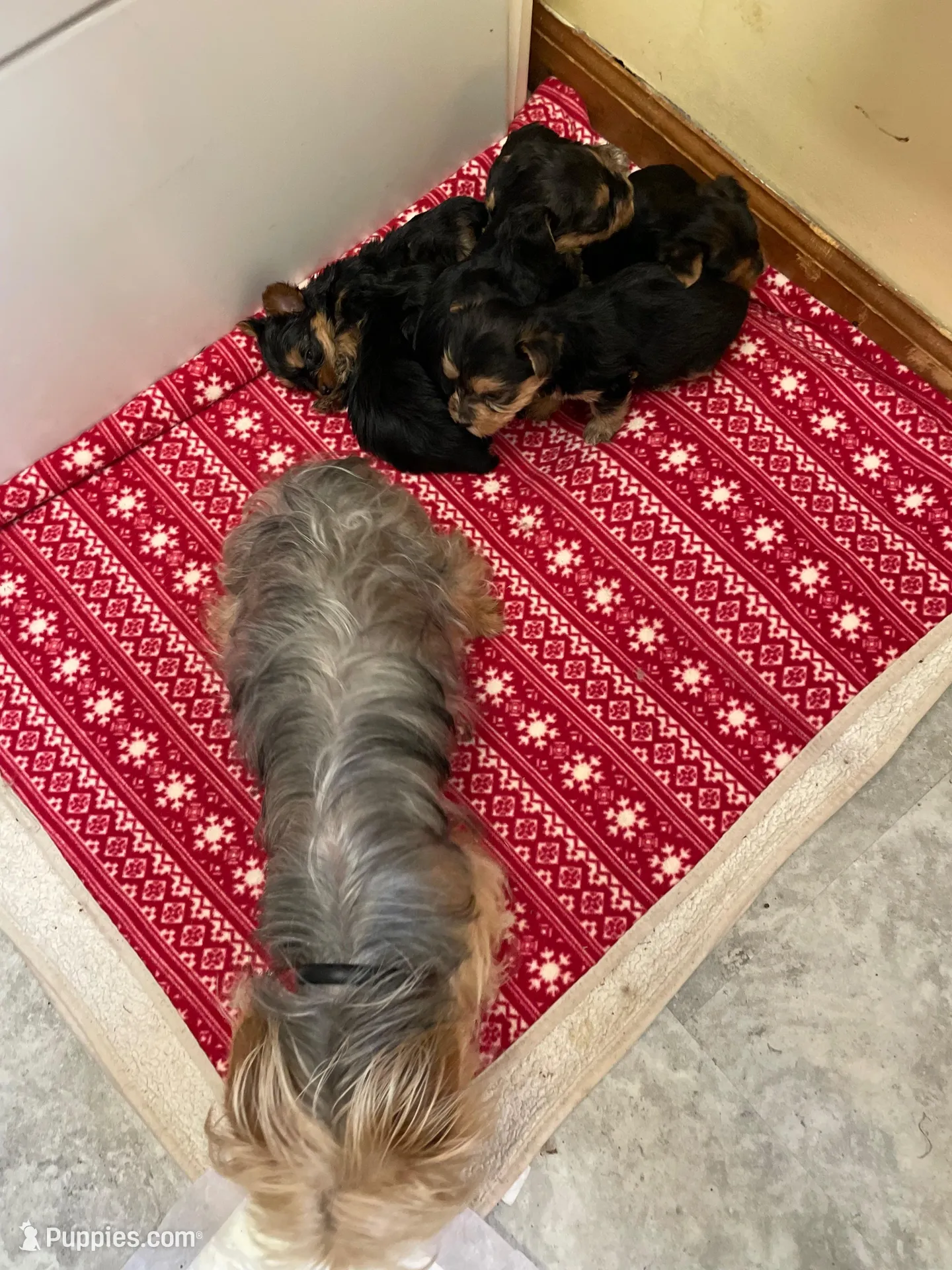Bentley-Purple collar, a male Yorkshire Terrier for sale in Lumberton, NC – Photo 7 of 10