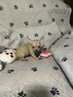 Phoenix (Updated photos), a male Chihuahua for sale in Lumberton, NC – 4 of 10