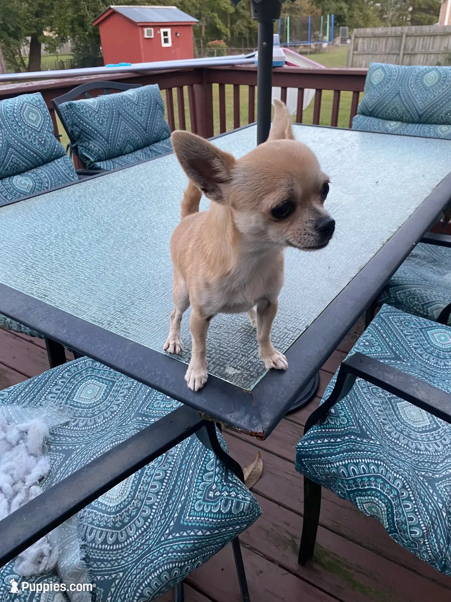 Cookie, a female Chihuahua for sale in Lumberton, NC – 5 of 5