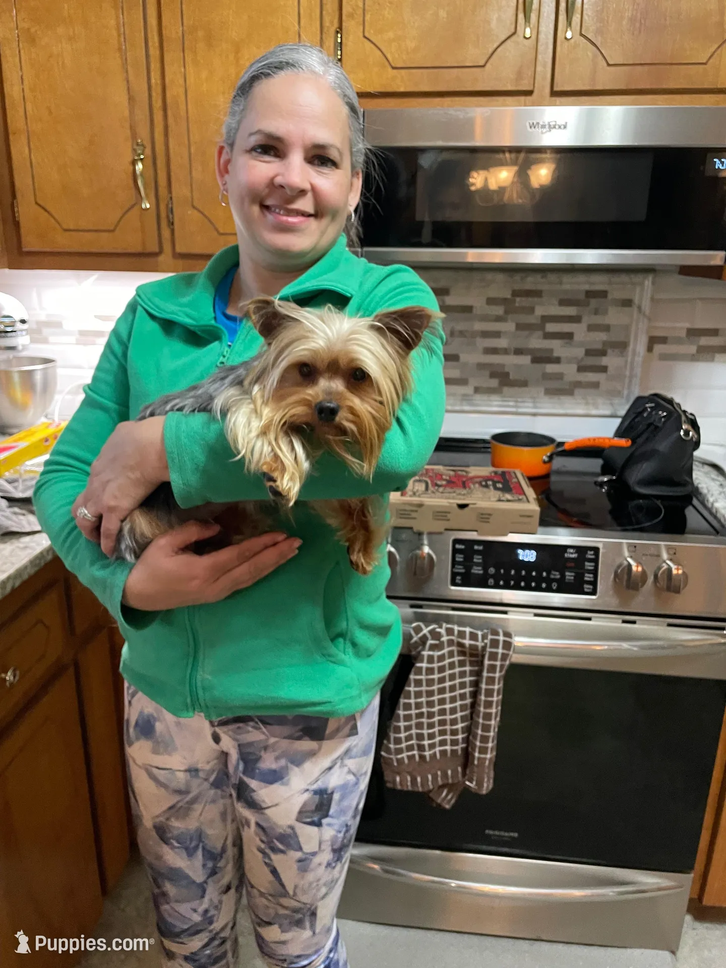 Preston-Brown collar, a male Yorkshire Terrier for sale in Lumberton, NC – Photo 7 of 10