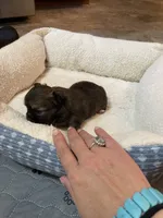 Cooper, a male Chihuahua for sale in Lumberton, NC – 5 of 10