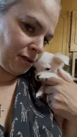 Chloe updated photos , a female Peekapoo and Chihuahua for sale in Lumberton, NC – 9 of 10