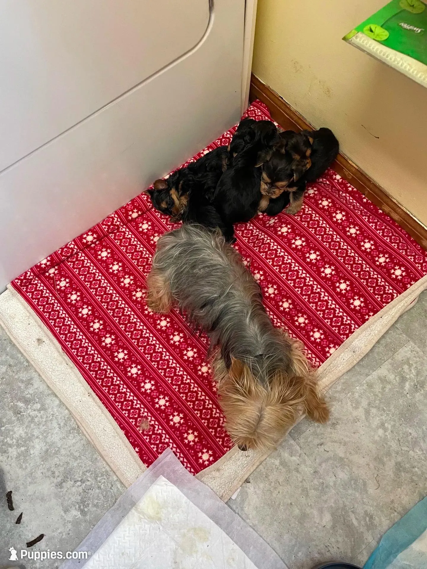 Emma-Red collar, a female Yorkshire Terrier for sale in Lumberton, NC – Photo 9 of 10