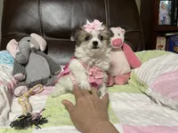 Star, a female Peekapoo and Chihuahua for sale in Lumberton, NC – 10 of 10