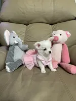 Chloe, a female Peekapoo and Chihuahua for sale in Lumberton, NC – 3 of 10