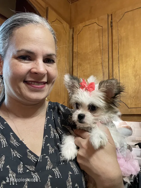 Star Updated photos  – Peekapoo, Chihuahua puppy for sale in Lumberton, NC