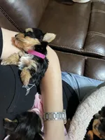 Bella-Pink collar, a female Yorkshire Terrier for sale in Lumberton, NC – Photo 6 of 10