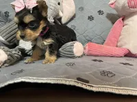 Bella-Pink collar, a female Yorkshire Terrier for sale in Lumberton, NC – Photo 2 of 10