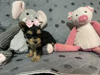 Bella-Pink collar, a female Yorkshire Terrier for sale in Lumberton, NC – Photo 5 of 10