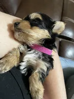 Bella-Pink collar, a female Yorkshire Terrier for sale in Lumberton, NC – Photo 8 of 10
