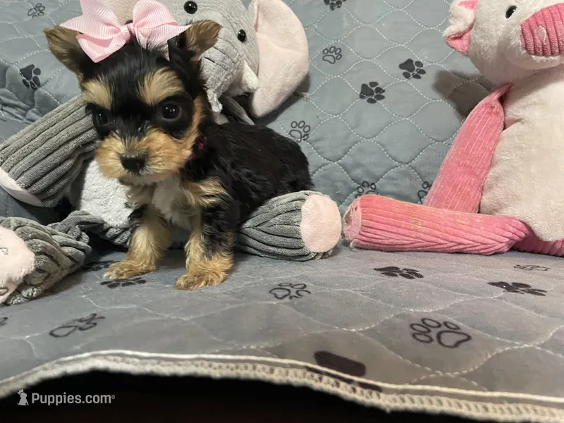 Bella-Pink collar – Yorkshire Terrier puppy for sale in Lumberton, NC