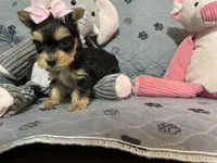 Bella-Pink collar, a female Yorkshire Terrier for sale in Lumberton, NC – Photo 1 of 10